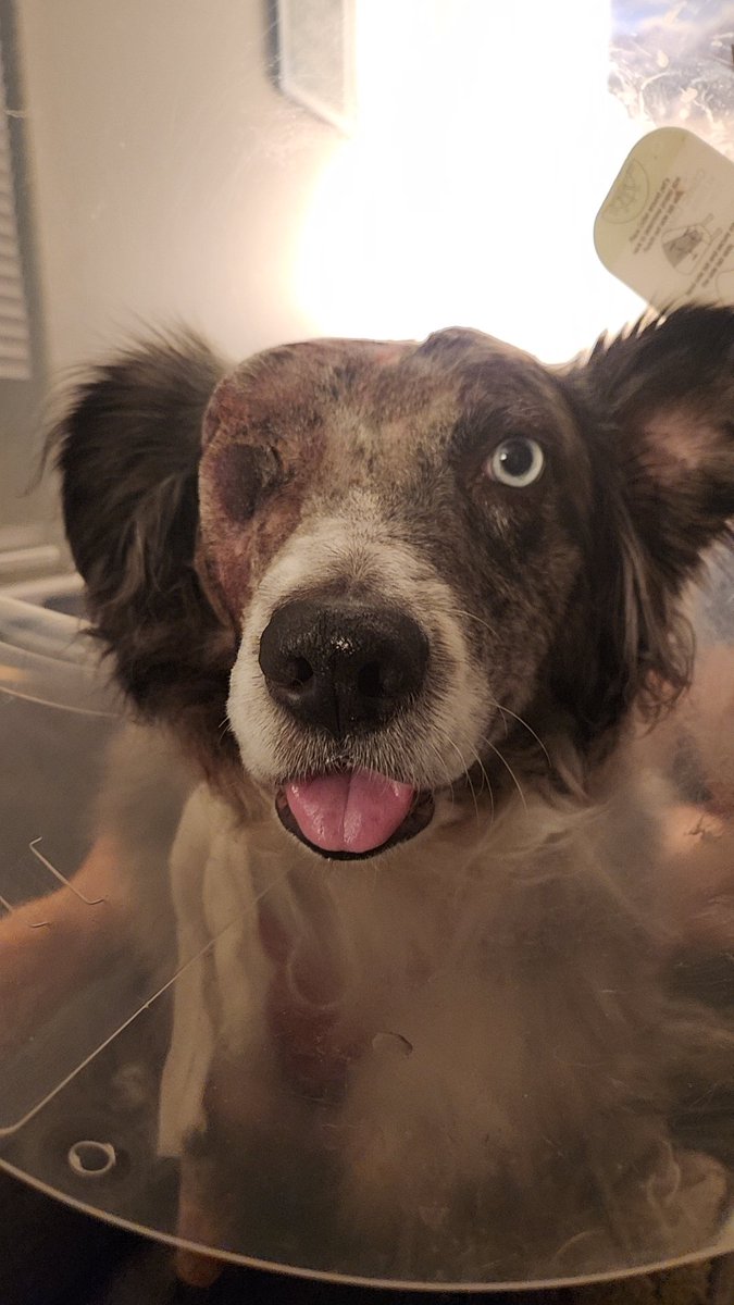 dumbmuttt's tweet photo. Kashi is having issues in his incision site and needs drains ASAP. Every penny has gone towards his surgery/aftercare, and I can't afford it. Any help is appreciated. We need about $150 for the drains. Im scared, I want him to be okay. Links for donations in comments. https://t.co/qR6pSUCtdy