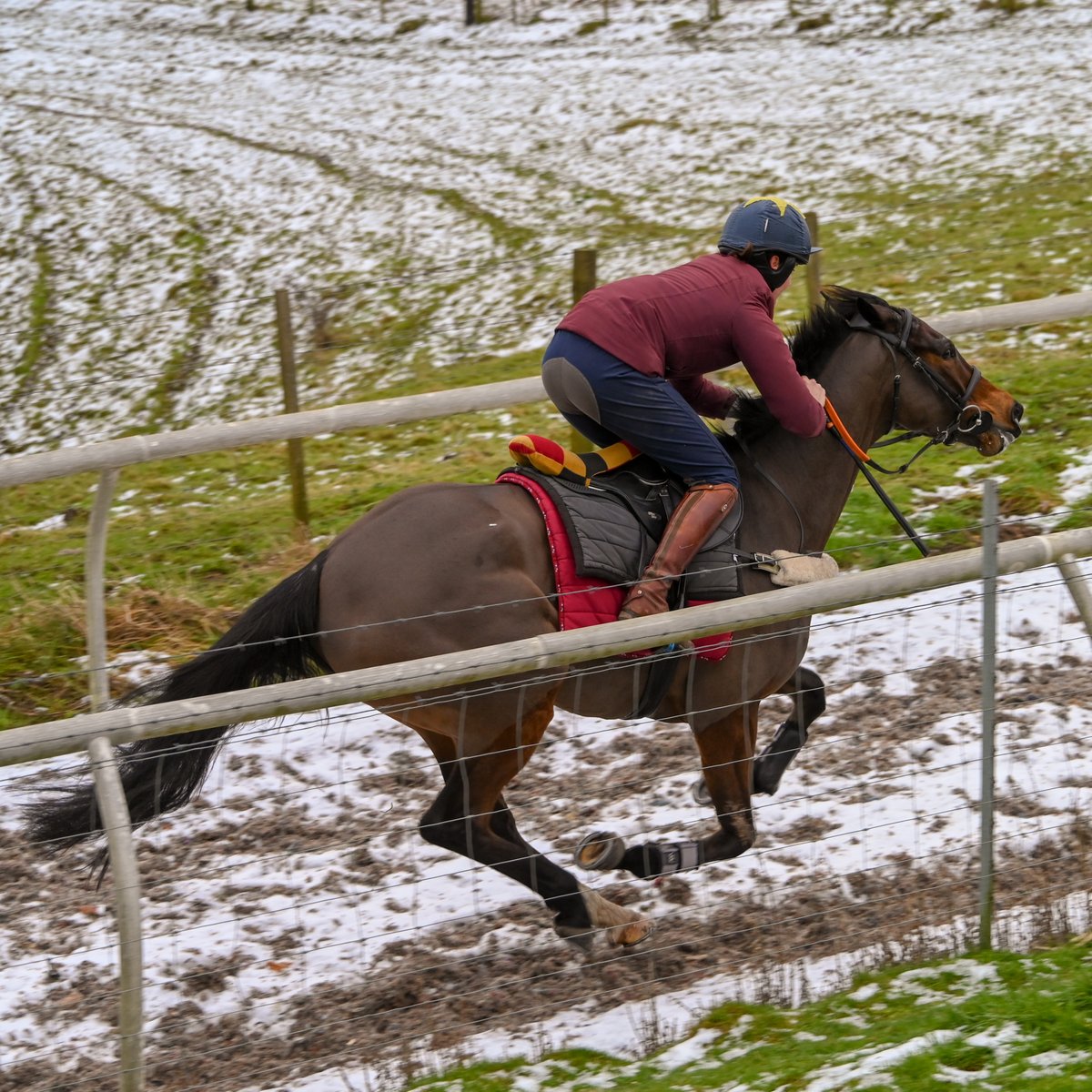 BarrowRacing's tweet photo. A great piece of work today by Ultimate Survivor. After winning his Maiden in Ireland last season, hie UK debut is not far away. Four 10% shares still available, please contact @BCoward93 or email c5wgs@aol.com for more information. https://t.co/PosKfyS5Ta