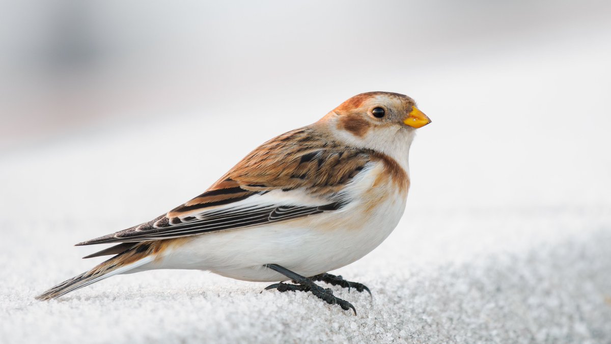 midswildlife's tweet image. An image of Southport's Snow Bunting taken last week. I heard a brief call, then this beauty dropped in no more than 5 metres from me. Amazing no one seemed at all interested as they walked or jogged by! @RSPB_Ribble #marshside