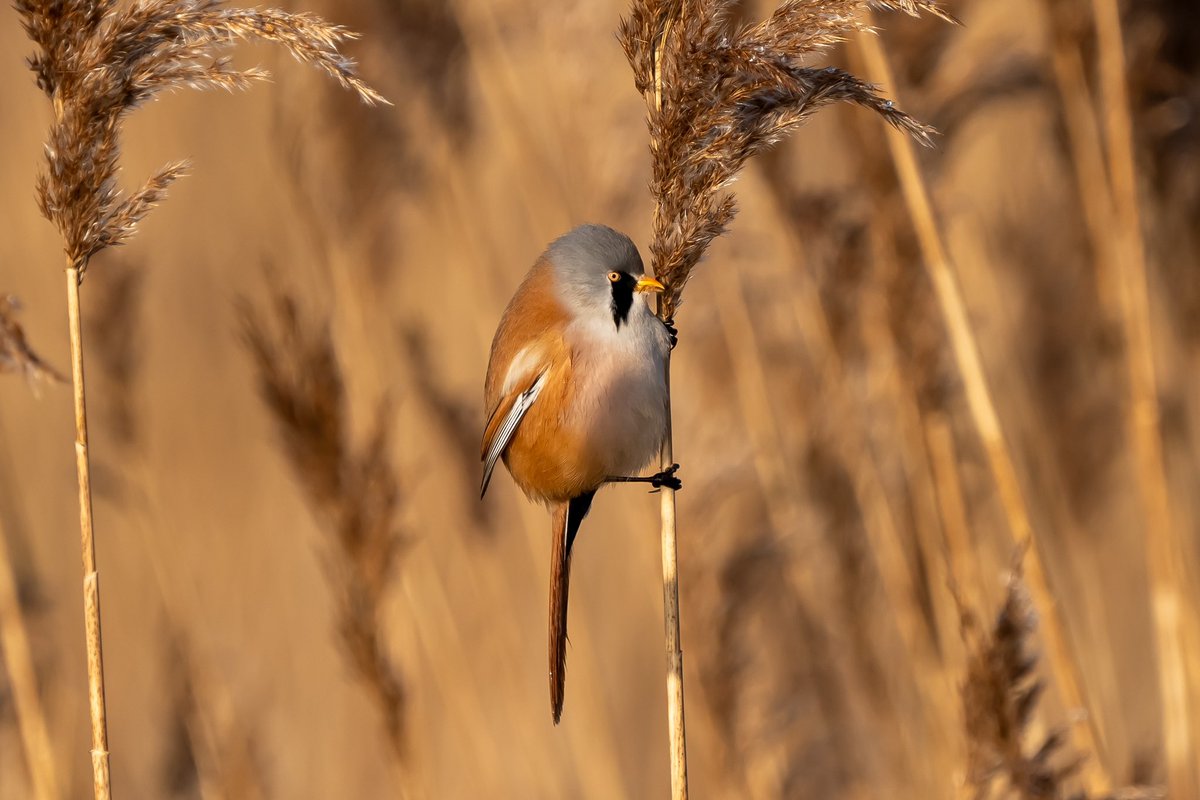 Bearded Reedling (Tit) taken at <a href="/ElmleyNNR/">Elmley NNR</a> this weekend