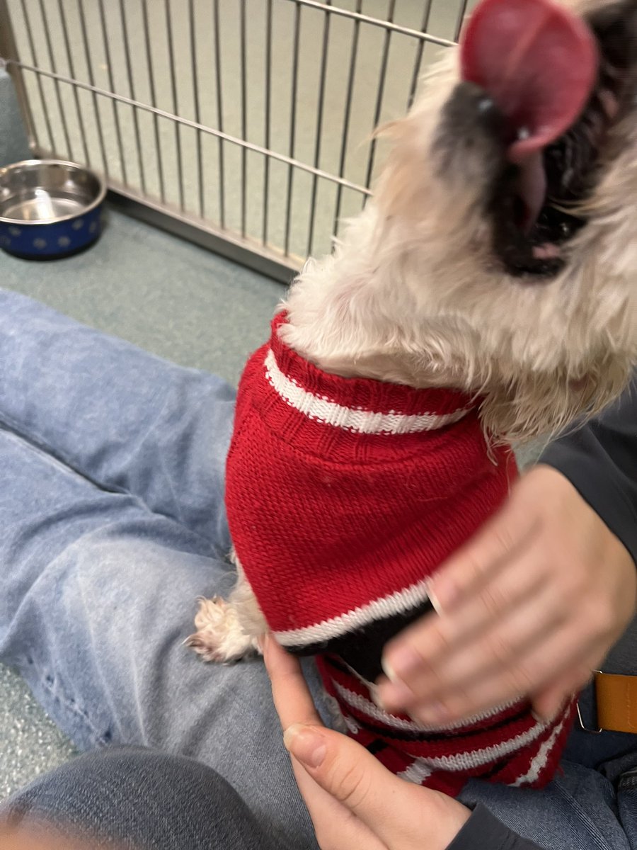EditorBrooke's tweet photo. Photo series entitled Tiny Dog Who Will Not Sit Still #SPCA #adoptdontshop #volunteerwork https://t.co/XOSh96CXom
