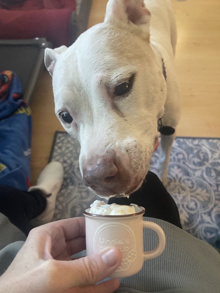 ChristyN1213's tweet image. Win dog having a #pupcup with Auntie #spoiledpup #pitbullfun
