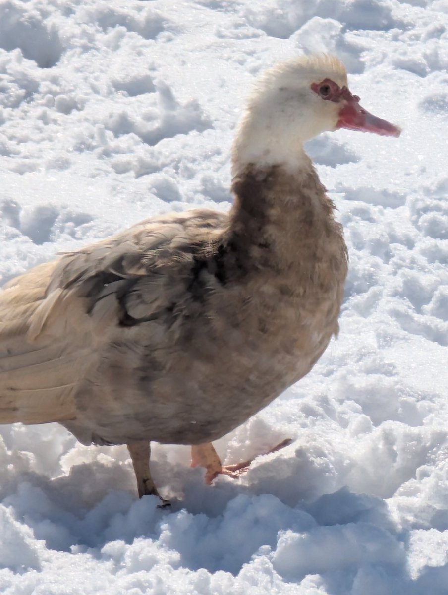 MsSakuraChan's tweet photo. My duck enjoying the snow!😊 #duck #snow https://t.co/msBvjhjnUF
