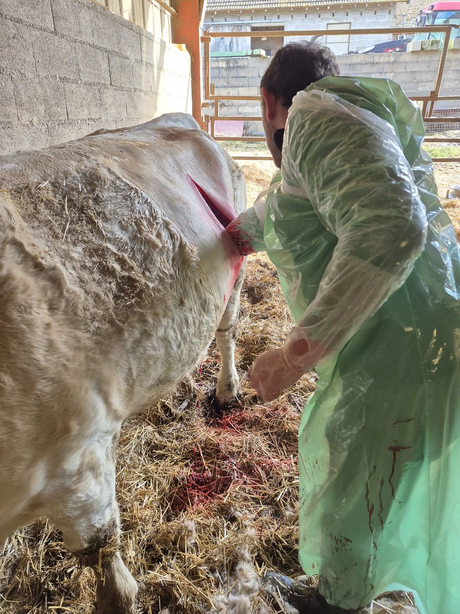 4 ans que j'avais pas fait de céasarienne. C'est tombé sur la doyenne. 12 ans. 9 veaux faits toute seule. Tout le monde va bien.