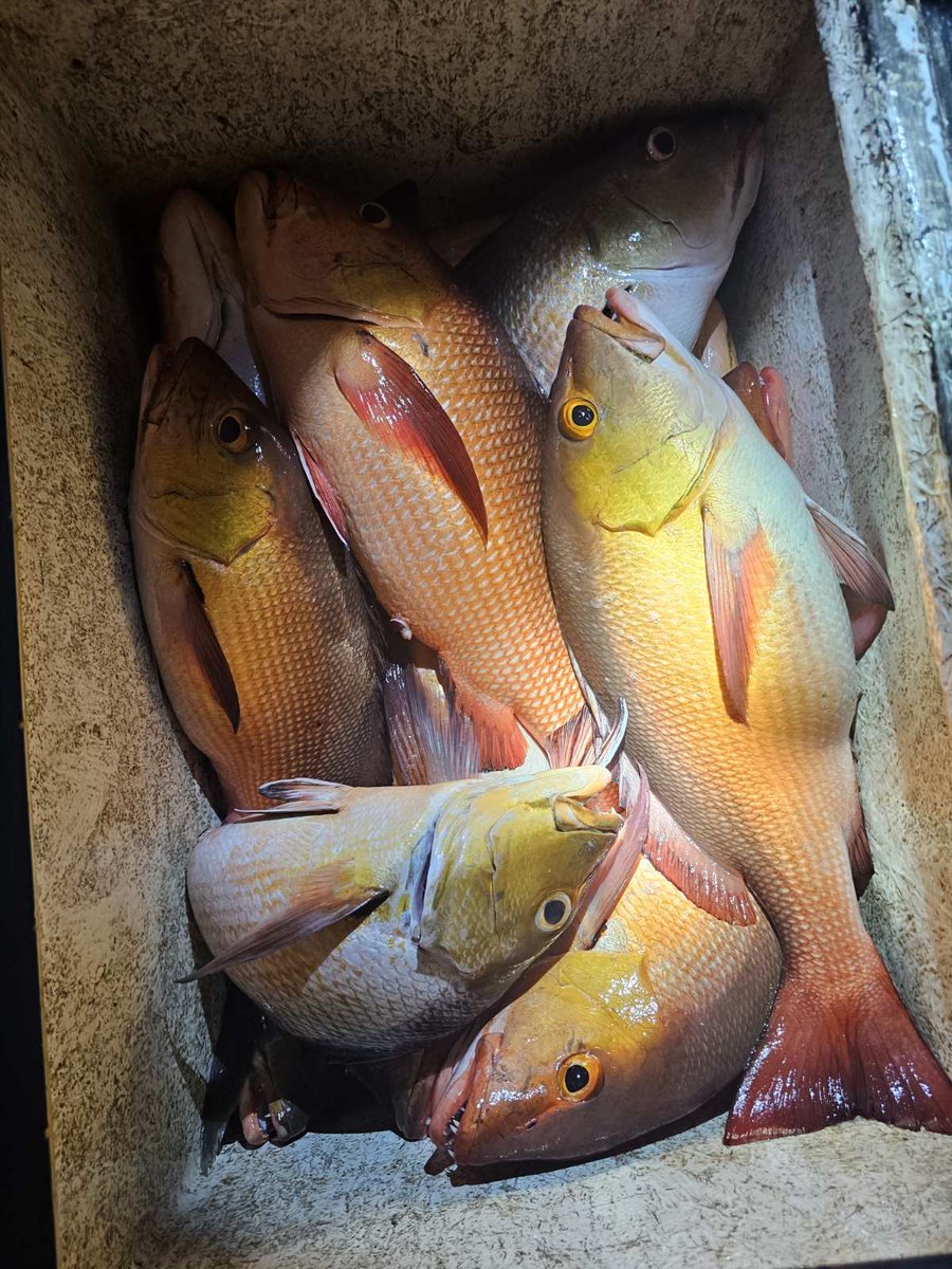 shaahid_96's tweet image. #Miothee #raimas 🎣 baanaafa igijji.. #ungoofaarumasverin 
#ungoofaarufishclub 🐬 #fishclubmv 🐟
#farumas kamudheytha @axvastaine7