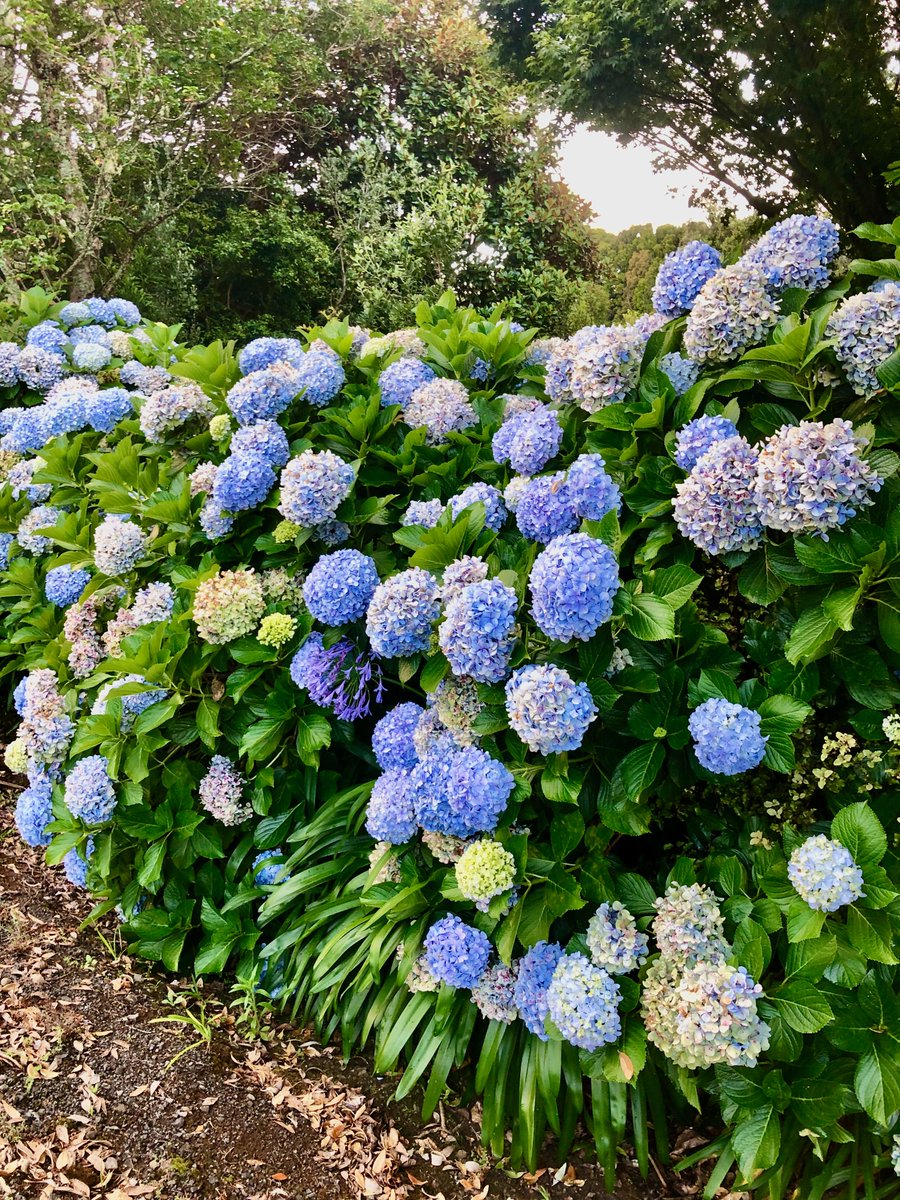 Hydrangea macrophylla a native to Japan grows like crazy here in #NewZealand  Flower color depends on soil pH. 5.5 or lower = blue flowers, 6.5 or higher = pink hydrangeas, and between 5.5 &amp; 6.5 purple. This is due to the availability of aluminium ions in the soil base on the pH.
