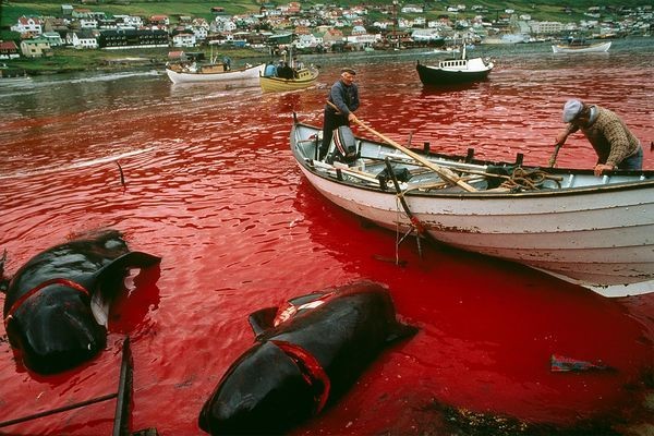 #StopTheGrind
It's real sad how tradition turned into power boats when they should be using rowing boats like you see here. So much for old ways in the faroe Islands. It's more leaning to a hunting sport now. People come from all parts of the world to hunt innocent beings. 💔🐬
