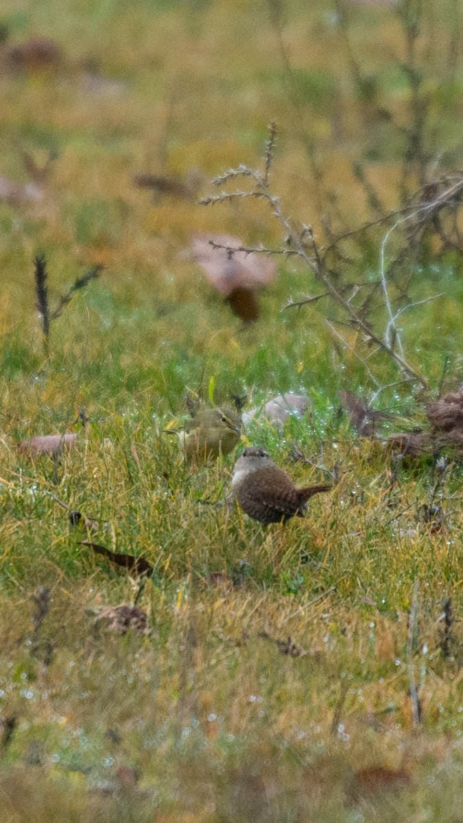 Duelo de mosquiteros al amanecer… ¿Apostamos por el chochín, siempre tan intensamente seguro de sí mismo? ¿O quizá por el mosquitero común, el «tapado» del encuentro?