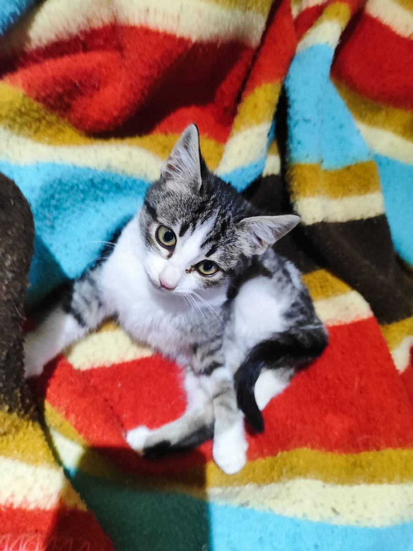 ¡Os presentamos a los nuevos 3 Zafiroides! 😻

Estos tres hermanitos tan energéticos están listos para encontrar una familia a la que no dejarles dormir por las noches 😴

☕ CAFÉ, MOCCA Y LATTE ☕

🎂 3 meses
📍Murcia
✈️ Puede viajar