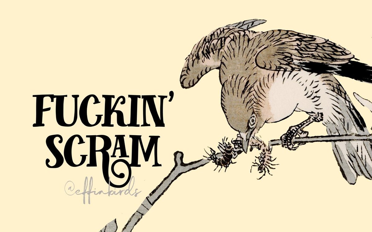 Effin' Birds (@effinbirds) on Twitter photo 