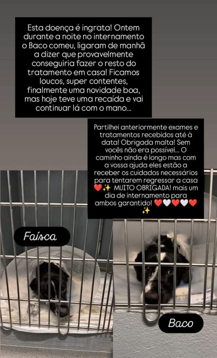 CBentoc's tweet photo. Pessoal este é o meu pedido de ajuda para estes dois bebés
Eles foram retirados da rua, mas contrairam esta doença tão inimiga dos animais
Estão hospitalizados, mas as despesas não param
Por favor contribuam com o que vos for possível e passem aos vossos amigos https://t.co/0Z9u4cKldV