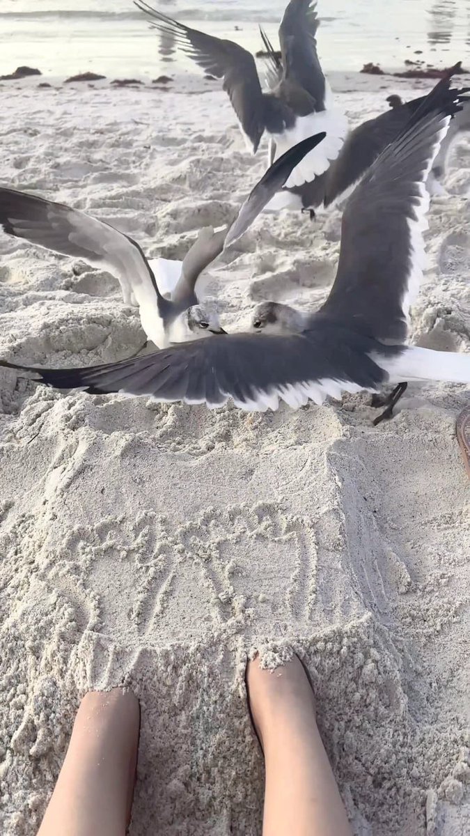 ElisaQuiang's tweet photo. Florida White Sand Beach Clearwater beach.
#sundayvibes 
#Beaches https://t.co/hD0duy9Twv