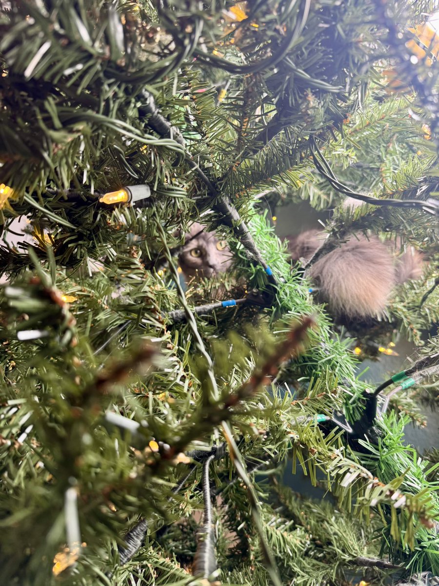 Luke A. Renner tweet media