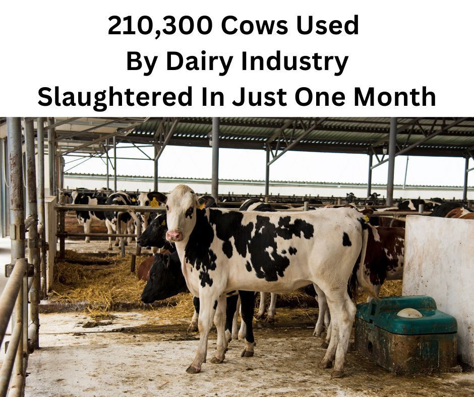 In just one month — November of 2024 — an estimated 210,300 cows from the dairy industry were slaughtered to be used for meat.

Vegetarianism isn't enough; ditching dairy and living #vegan is required to reduce harm to animals.

More on kill numbers: buff.ly/3Dsgu0q