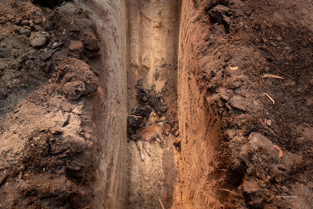 Animals' View tweet media