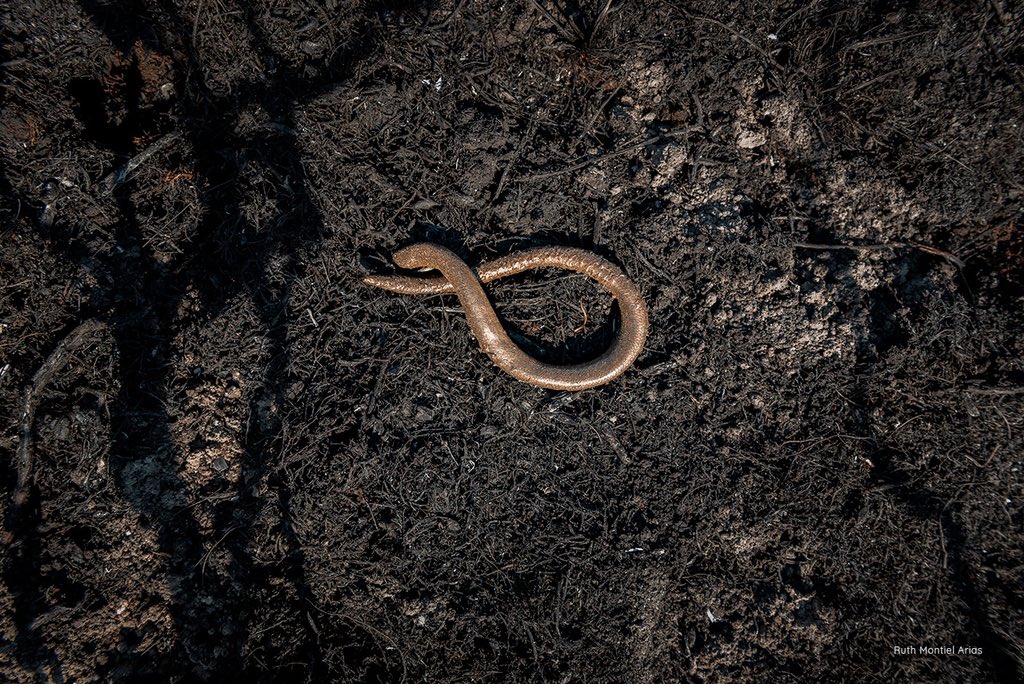 Animals' View tweet media