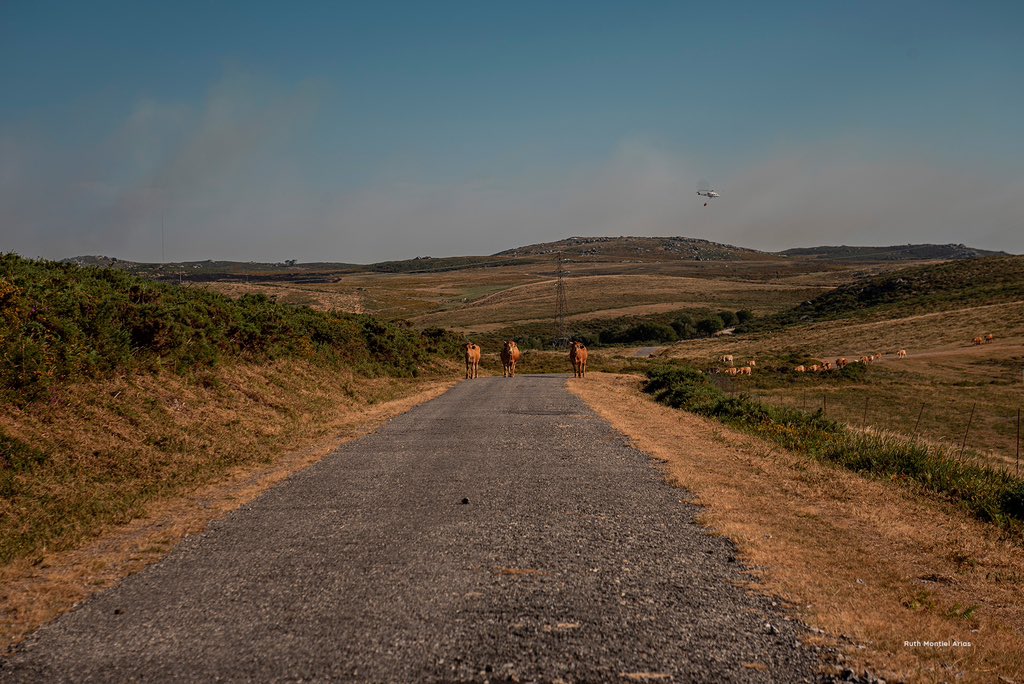 Animals' View tweet media