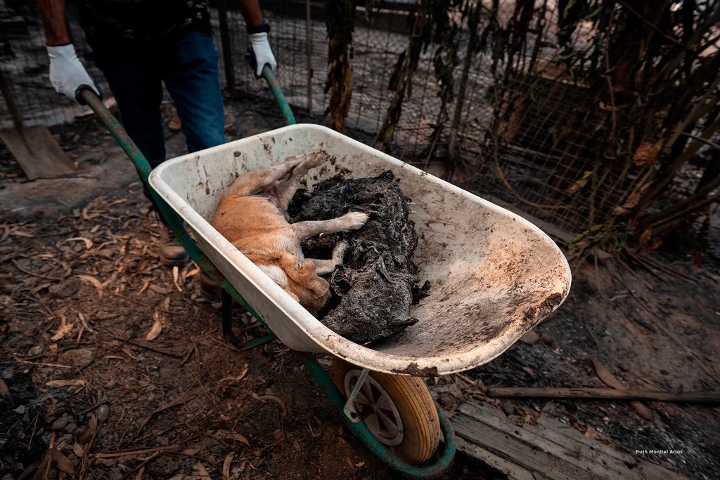 Animals' View tweet media