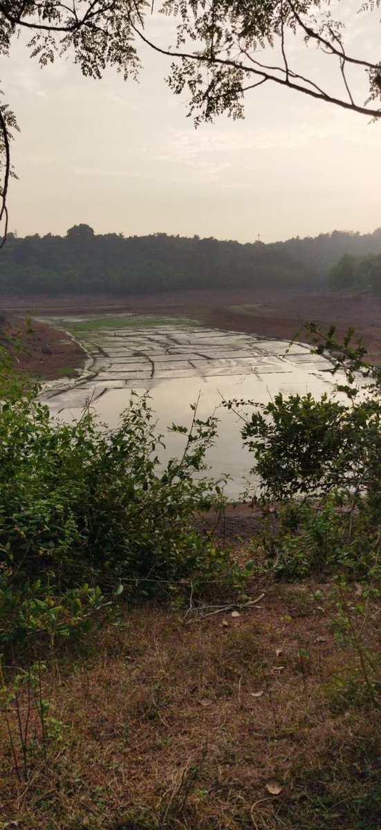 vriksh_org's tweet photo. Deforestation and human interference are damaging the Bondwal Wetland Watershed in Goa. This 100+ years ecological resource aids biodiversity and climate regulation. Eminent scientist Nandkumar M. Kamat appeals to policymakers and local community to save it for future generations https://t.co/f27qKgqPBy