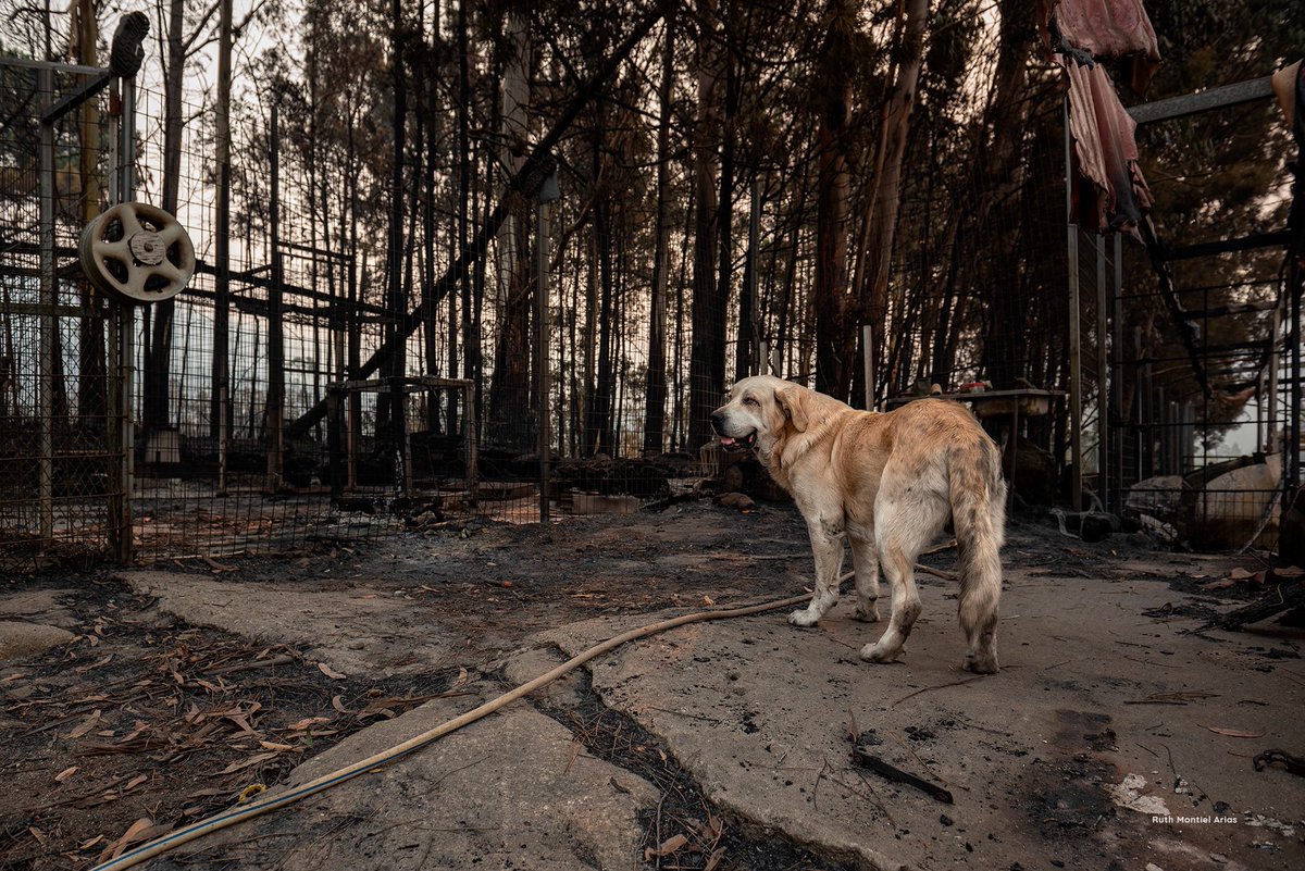 Animals' View tweet media