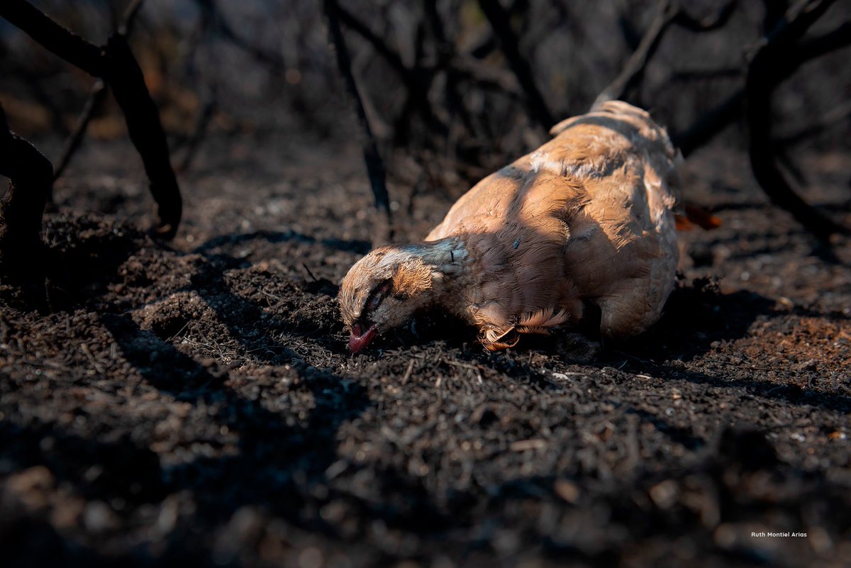 Animals' View tweet media