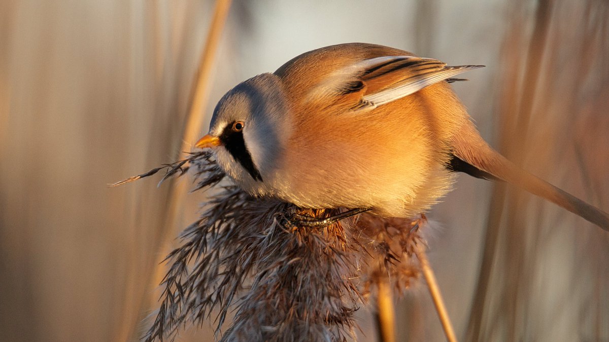 DeVisdief's tweet photo. Zonnig weer, windstil en lichte vorst. Ideale omstandigheden om baardmannetjes te zoeken. Sjaak en ik wandelen langs een van de inlagen op Noord-Beveland: https://t.co/4BJIHHXeAE #baardman #vogelskijken https://t.co/ZhLa1KBa2F