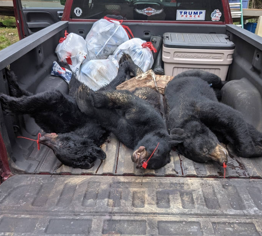 This looks like a mom and older cubs. New Hampshire is one of the worst states for bears as hounding and baiting are allowed. Bears are persecuted and treated like garbage. 
#TheConservationLie #NHPolitics #BlackBear #Coexist
#ArmTheBears #ProtectNHWildlife