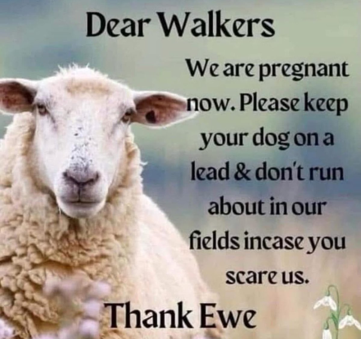 Chew Magna tweet media