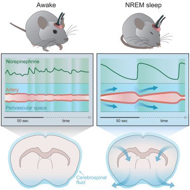 A good night's #sleep does more than just help feel rested - it might literally clear one’s mind. 

A new study shows how deep sleep may wash away waste buildup in the brain 🧠 during waking hours, an essential process for maintaining #brain health. 

Findings also offer insights