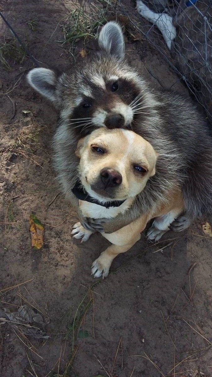 twaniimals's tweet photo. https://t.co/shrLBMl4Lc