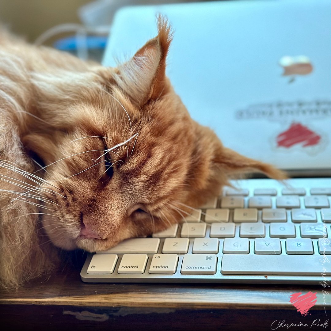 CharmainePauls's tweet photo. How am I supposed to write when my keyboard is his pillow and I just want to cuddle him?! 😻 

#KissAGingerDay #kittygram https://t.co/9cl8c2slUT