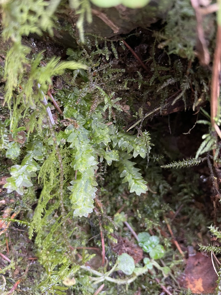 LowlandWanderer's tweet photo. It’s all bryophytes again (sorry). All found at Gwydir Forest nr Betws. Greater fork moss (sp?), shining hookeria, greater featherwort and horn calcareous moss. @BSBIbotany @wildflower_hour @Bryophyte_World https://t.co/vzOpS7yr3n