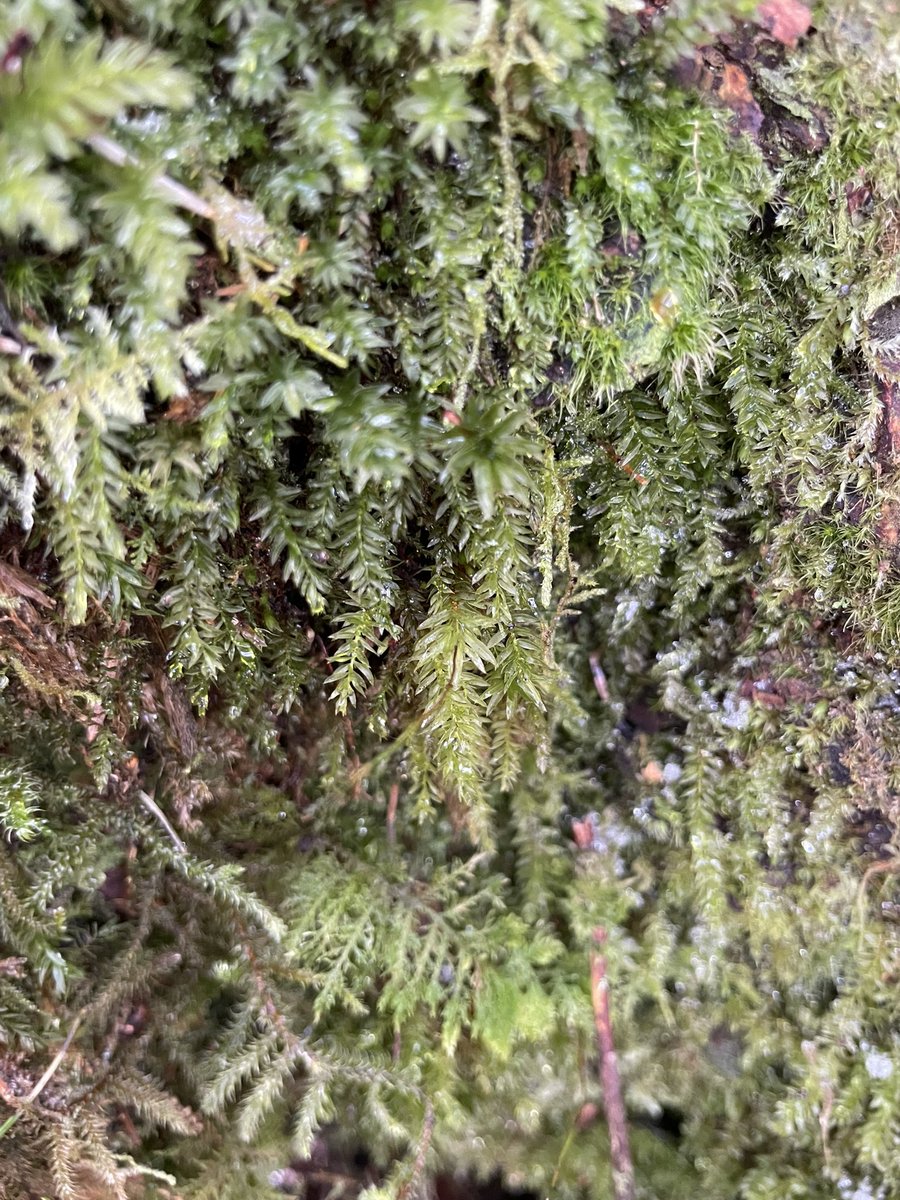 LowlandWanderer's tweet photo. It’s all bryophytes again (sorry). All found at Gwydir Forest nr Betws. Greater fork moss (sp?), shining hookeria, greater featherwort and horn calcareous moss. @BSBIbotany @wildflower_hour @Bryophyte_World https://t.co/vzOpS7yr3n