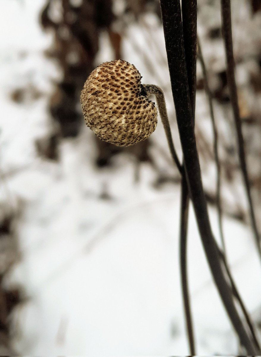 The first snowdrop I've seen in Inverness this year, just in time for #wildflowerhour. Also a weirdly strawberry-like seedhead. Both <a href="/inthebotanics/">@INtheBotanics</a>