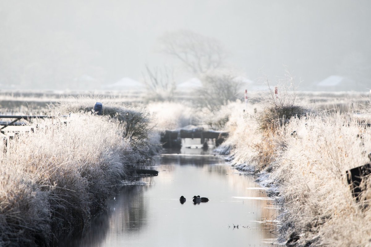 Daniel Toal tweet media