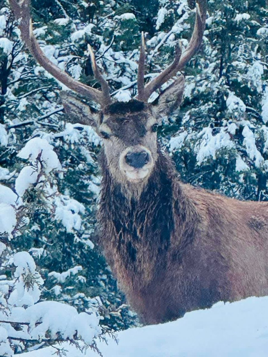 Llegó Simonovis por Mérida !! Más viejo y más cachuo.