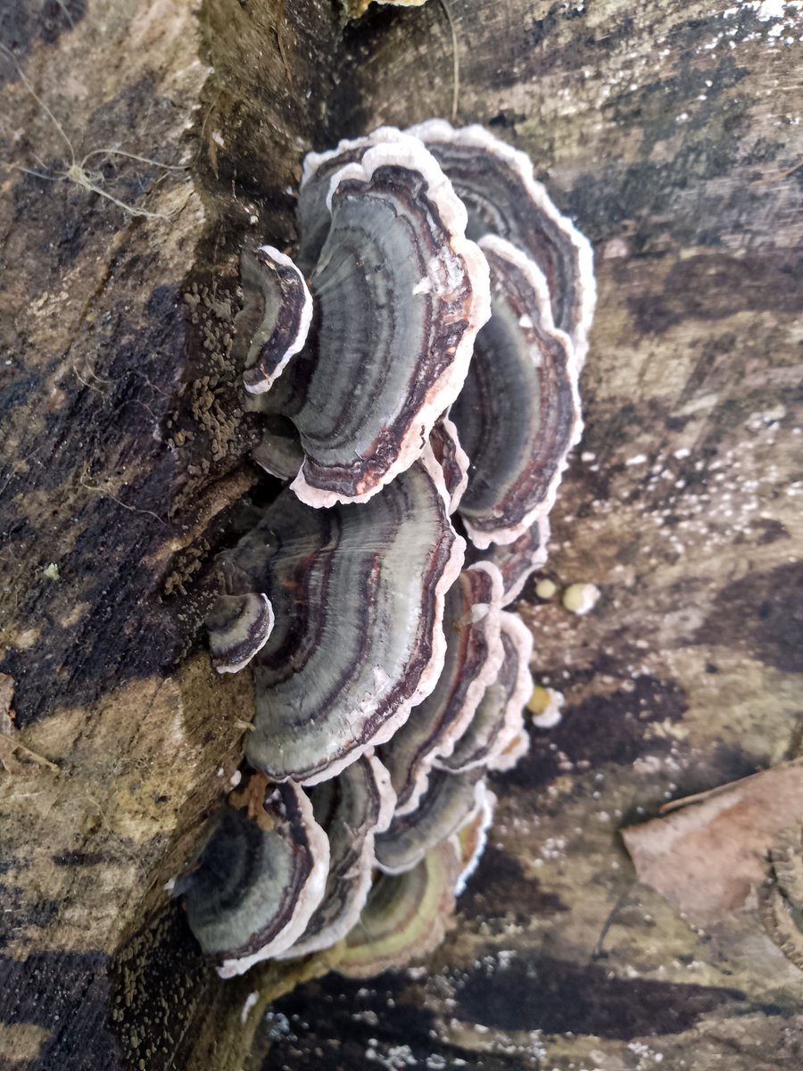 DavidMitchdg's tweet photo. Turkeytail . A common bracket fungus that comes in a variety of colour combinations. https://t.co/CGeoVSMBV9