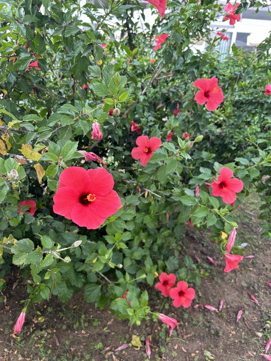 Louise Savine RN MSc (@savinelouise) on Twitter photo Week2๏ธโฃ #NHS1000miles and a lowly 18.9 Walking miles this week. Had an awful cough this week and felt grim so hindered the walking <a href="/MarcelleTauber/">Marcelle Tauber-Gilmore, RGN, BSc, MSc ๐๐</a> <a href="/Marie_Batey/">Marie Batey๐ฟ๐ค๐ผ</a> <a href="/kent_cowley/">Sarah Cowley</a> Week2๏ธโฃ #NHS1000miles and a lowly 18.9 Walking miles this week. Had an awful cough this week and felt grim so hindered the walking <a href="/MarcelleTauber/">Marcelle Tauber-Gilmore, RGN, BSc, MSc ๐๐</a> <a href="/Marie_Batey/">Marie Batey๐ฟ๐ค๐ผ</a> <a href="/kent_cowley/">Sarah Cowley</a>