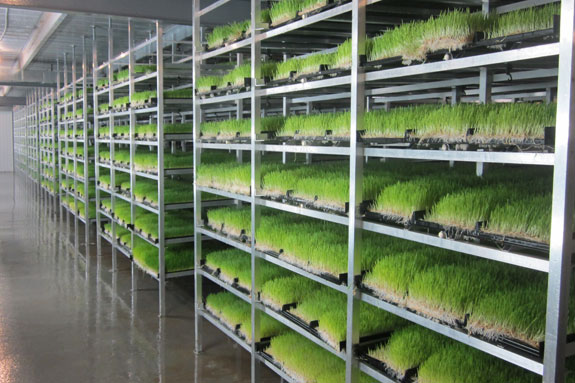 ZamukaGreenSol's tweet image. Happy new #week, fellow farming friends!

These #fodder are grown using a sustainable hydroponic system.

You need cereal seeds, a suitable structure, and water to feed all kinds of animals, whether #ruminants (cattle, goats, and sheep) or non-ruminants like #poultry and rabbits.