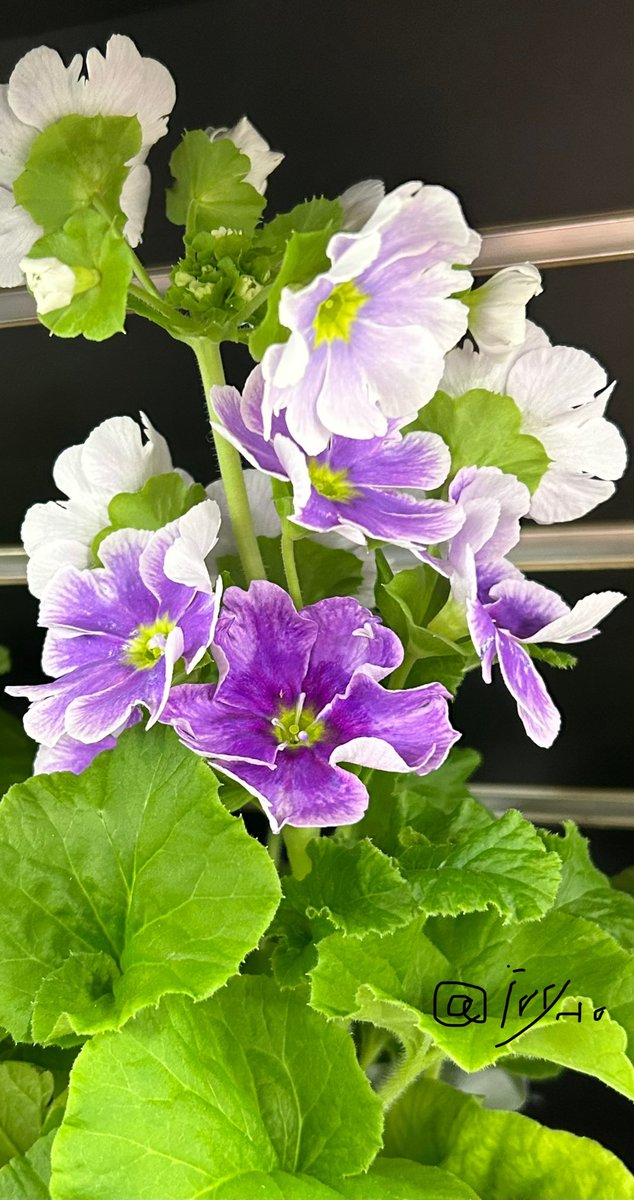 ivy_l0's tweet photo. Blooming.#Flowers #graden #photograghy https://t.co/ojBs8vtfYD