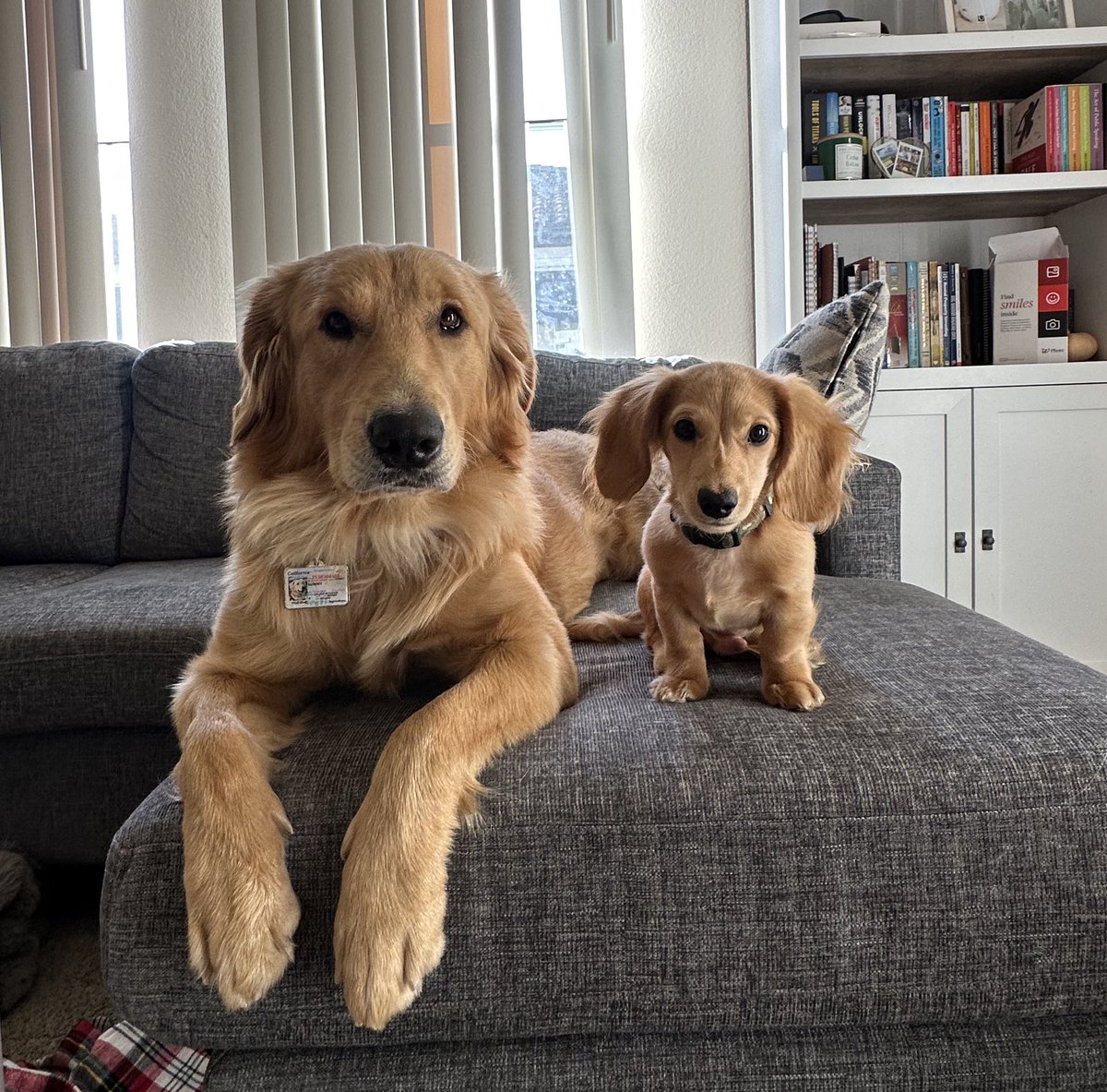 Declaro a estos dos como mi mejor inversión. Aunque nos hagan gastar más plata que un bebé humano 😂❤️

Vivo enamorada de mis monitos