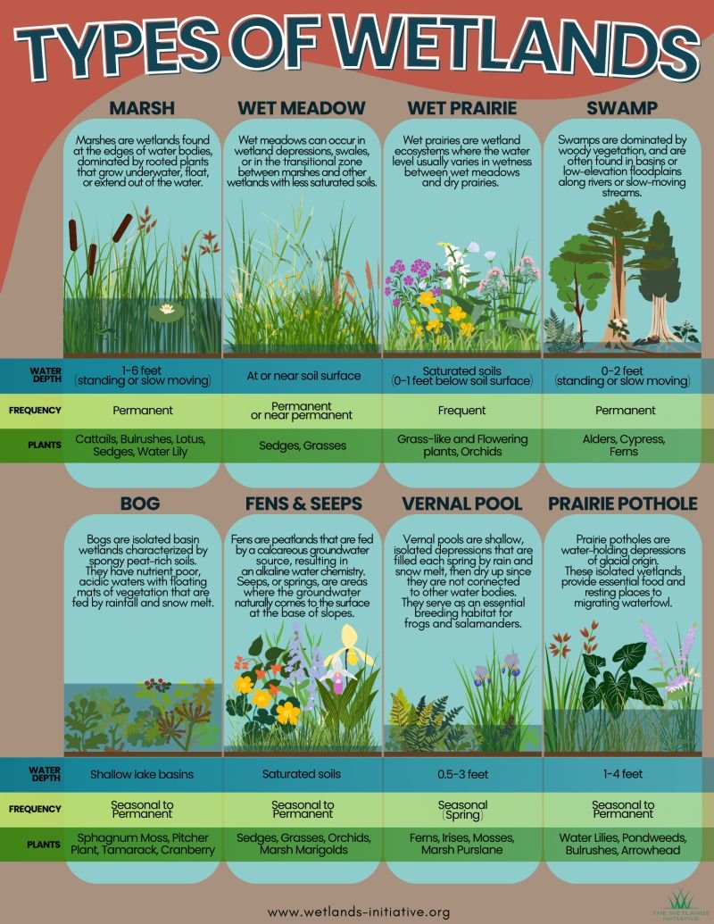 🌿 Types of Wetlands 🌿
Wetlands are vital for water purification, flood control, carbon storage, and supporting biodiversity. Each type provides unique ecosystem services essential for combating climate change.

Learn more: lnkd.in/gFR_seT6 

via <a href="/WetlandsTWI/">The Wetlands Initiative</a>