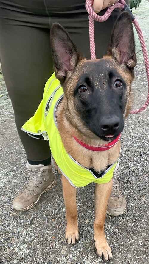 AdoptionsUk's tweet photo. Please retweet to help Bandit find a home #KENT #UK  Available for adoption, registered British charity✅
Details or apply for Bandit below👇 https://t.co/bjxs8SRbBk
Male aged 6 months, Malinois x German Shepherd. Bandit is a really lovely boy who needs lots of gentle training, socialisation and stimulation. He came back to us as he started to become dog reactive so he needs to be the only pet in the property and cannot live with children. Last Chance Rescue 

#NewRomney #Canterbury #Ashford #Dover #England #Maliois #GermanShepherd #GeranShpherds #dogs #dog #adoptdontshop #Rescuedogs #Wales #London #Essex #Pets #animals