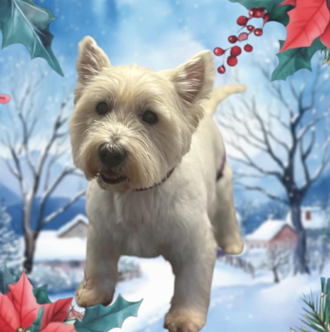 MTaz1971's tweet photo. @NickyAACampbell Gorgeous Dog, here's mine https://t.co/K46EBtWImr