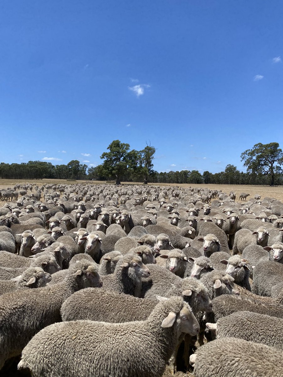 BenDuxson's tweet photo. 1180 Glendemar MPM merino wether lambs, acc Vasey Farms on Auctions + tomorrow. Growth, muscle, fat, quality wool, eating quality traits diligently selected by Bron and @vaseyfarm. Shear and present finished in the winter ๐ต ๐ต
#glendemarmpm
#elders
#nutrienag
#eatingquality https://t.co/AUZgiaDCb4