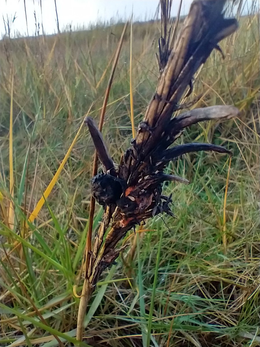 Neil Forbes tweet media