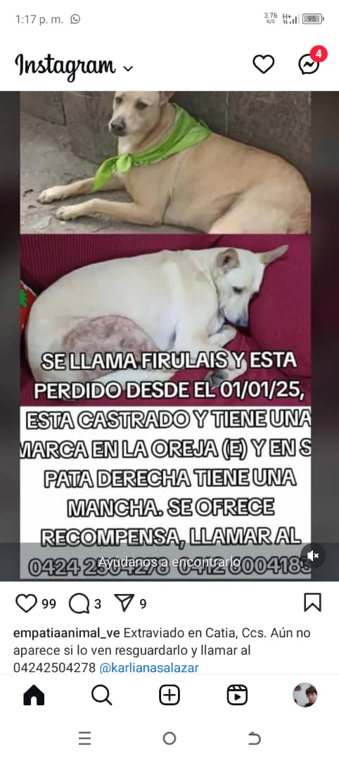 yaracalcagno's tweet photo. Atención se busca a Firulais. https://t.co/f3gg9zX3cS