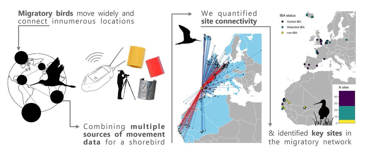 GrahamFAppleton's tweet photo. Network analysis identifies important sites for Black-tailed Godwits, by combing ringing movements, colour-ring sightings &amp; tracking data. 
Blog: 
https://t.co/vgilL6Qwr6
Paper in @JAppliedEcology:
https://t.co/JgPBxAtPFb 
#ornithology #waders #shorebirds https://t.co/4IZY2haOMD