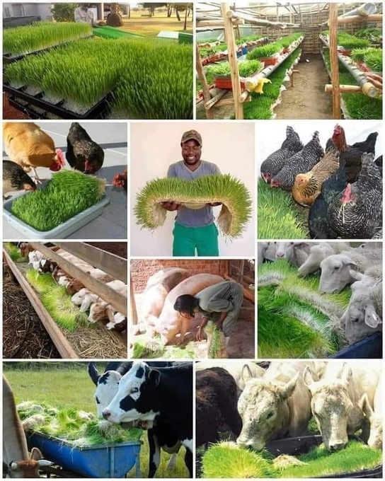 ZamukaGreenSol's tweet image. Happy new #week, fellow farming friends!

These #fodder are grown using a sustainable hydroponic system.

You need cereal seeds, a suitable structure, and water to feed all kinds of animals, whether #ruminants (cattle, goats, and sheep) or non-ruminants like #poultry and rabbits.