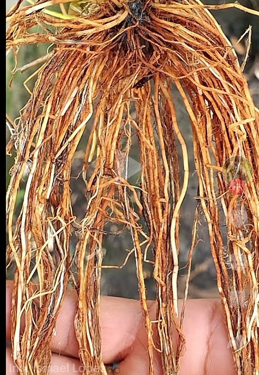 agronomo_luis's tweet image. Hace unas semanas atrás publique en varios grupos WS del área agrícola la siguiente imágen, la cual representa una raíz de una planta de arroz 🌾. 
Lamentablemente no logré ningún comentario al respecto. (PARTE 1).